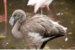 Gray Flamingo